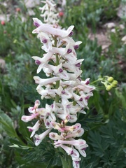 Corydalis caseana brachycarpa