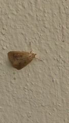 Achyra nudalis