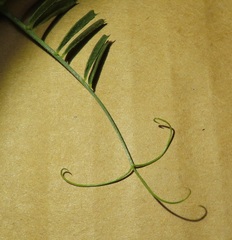 Vicia sativa nigra