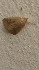 Achyra nudalis