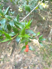 Alyxia oblongata