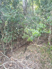 Alyxia oblongata