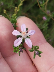 Philotheca salsolifolia