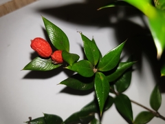 Alyxia oblongata
