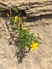 Hypericum sphaerocarpum