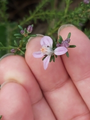 Philotheca salsolifolia