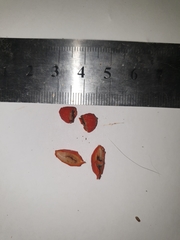 Alyxia oblongata