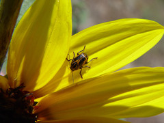 Cryptocephalus castaneus
