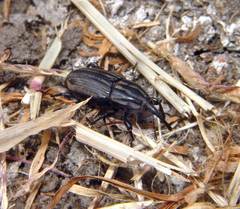 Sphenophorus australis