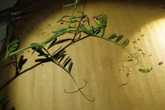 Vicia sativa nigra