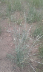 Elymus smithii