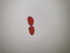 Alyxia oblongata