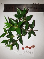 Alyxia oblongata