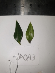 Alyxia oblongata