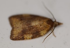 Cenopis eulongicosta