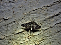 Diasemiodes janassialis