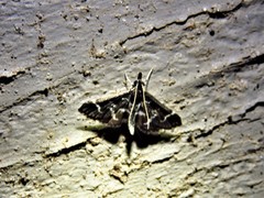 Diasemiodes janassialis