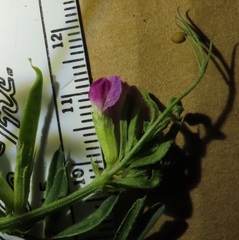 Vicia sativa nigra