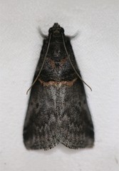 Acrobasis caryae