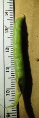 Vicia sativa nigra