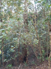 Argophyllum