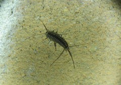 Ctenolepisma lineatum