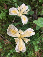 Iris bracteata