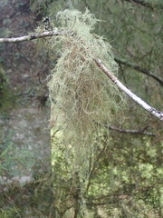 Usnea baileyi