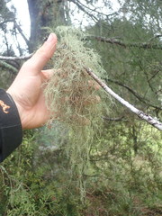 Usnea baileyi