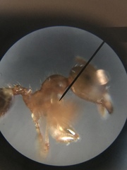 Pheidole tysoni