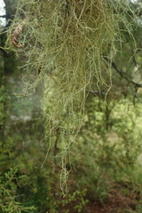 Usnea baileyi