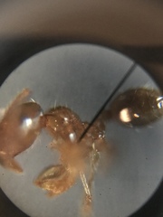 Pheidole tysoni