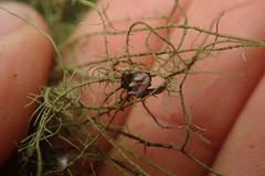 Usnea baileyi