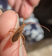 Protenor belfragei