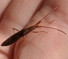 Protenor belfragei