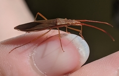 Protenor belfragei