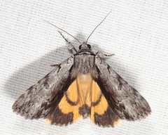 Catocala gracilis