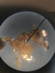 Pheidole tysoni
