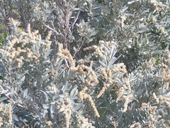 Atriplex cinerea
