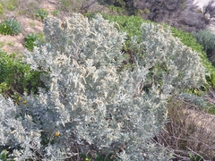 Atriplex cinerea