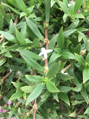 Diodia