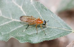 Ptecticus nigritarsis