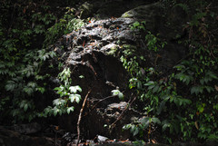 Elatostema