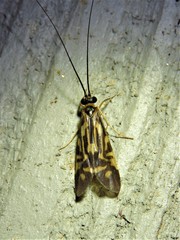 Macrostemum carolina