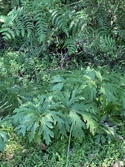 Ligularia japonica