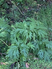 Ligularia japonica