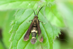 Carmenta pyralidiformis