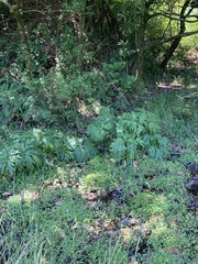 Ligularia japonica