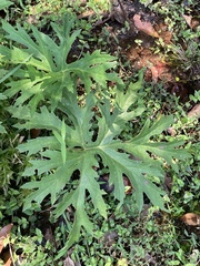 Ligularia japonica