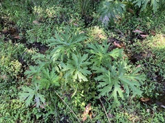 Ligularia japonica